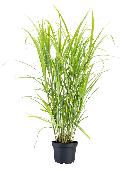 Prydnadsgräs Mix Ø19 cm 